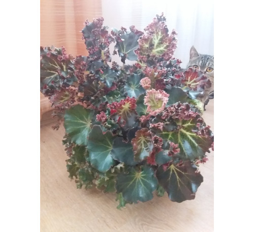 Бегонія  дрібно щетиниста (Begonia strigillosa )
